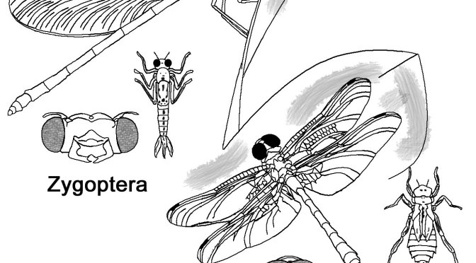 Las libélulas y caballitos del diablo, Orden Odonata